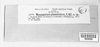 Myxosporium platanicolum image